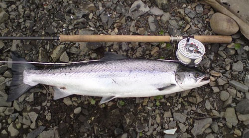 Steve's Salmon